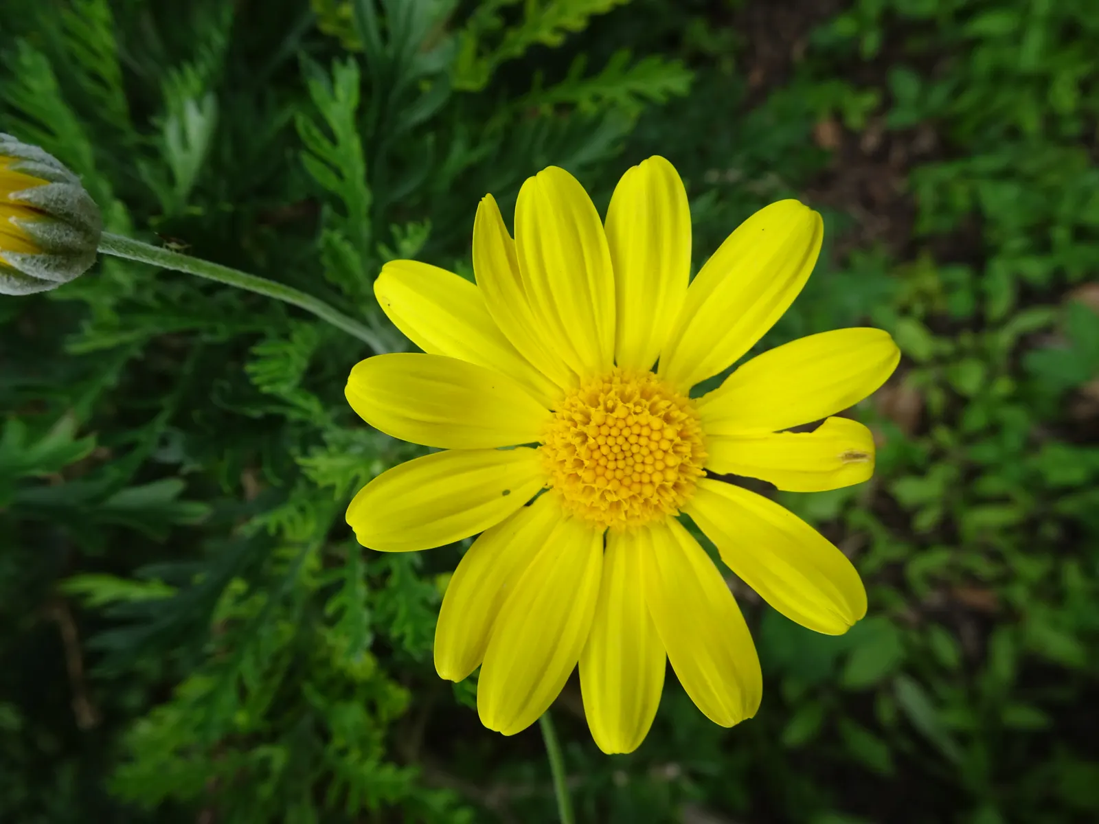 African Bush Daisy (Euryops Chrysanthemoides) — shrub for full