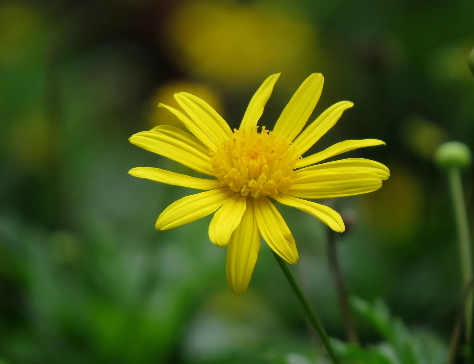 African Bush Daisy (Euryops Chrysanthemoides) — It's excellent for adding color to mixed borders and attracting pollinators