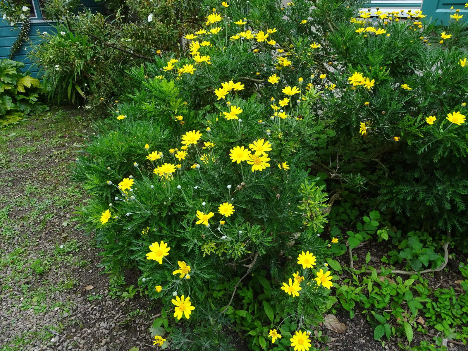 African Bush Daisy (Euryops Chrysanthemoides) — commonly known as the African Bush Daisy