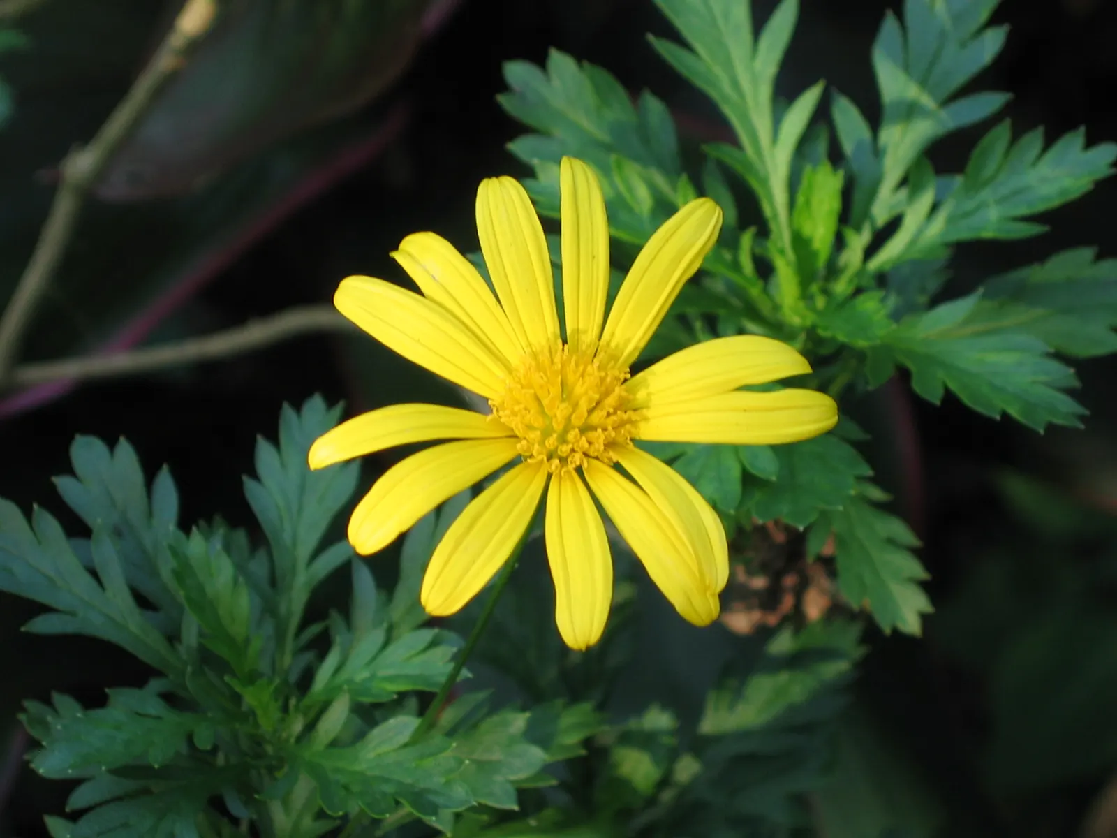 African Bush Daisy (Euryops Chrysanthemoides) — Its foliage serves as a lush backdrop for the profusion of bright