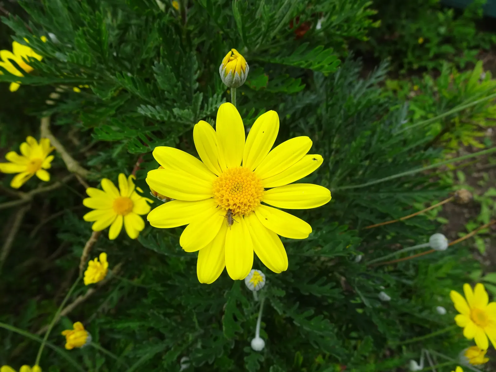 African Bush Daisy (Euryops Chrysanthemoides) — This hardy plant prefers well-drained soil and regular watering, though it's drought tolerant once established