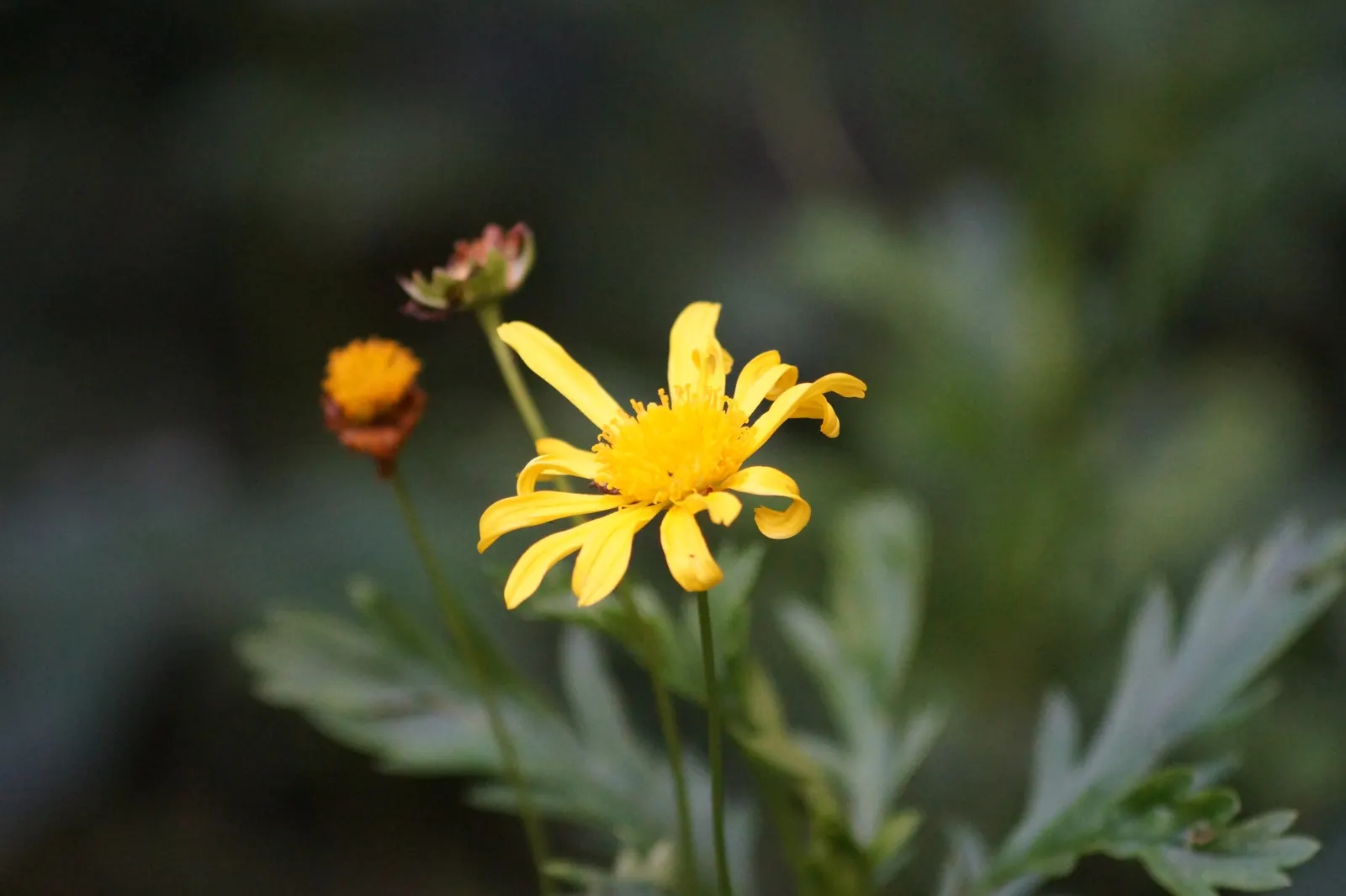 African Bush Daisy (Euryops Chrysanthemoides) — dark green leaves that have a slightly serrated edge