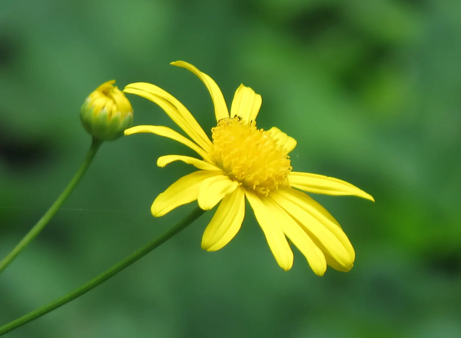African Bush Daisy (Euryops Chrysanthemoides) — Prune lightly to maintain shape