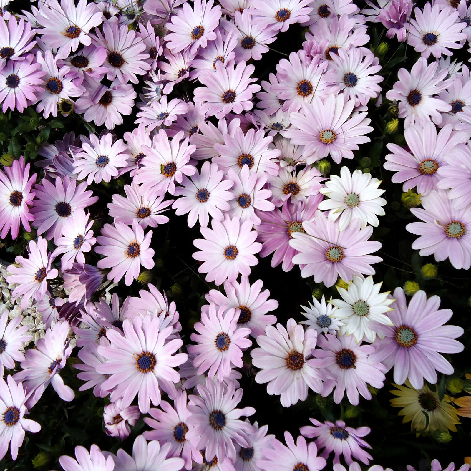 African Bush Daisy (Euryops Chrysanthemoides) — making it a low-water choice for xeriscaped gardens or water-wise landscaping