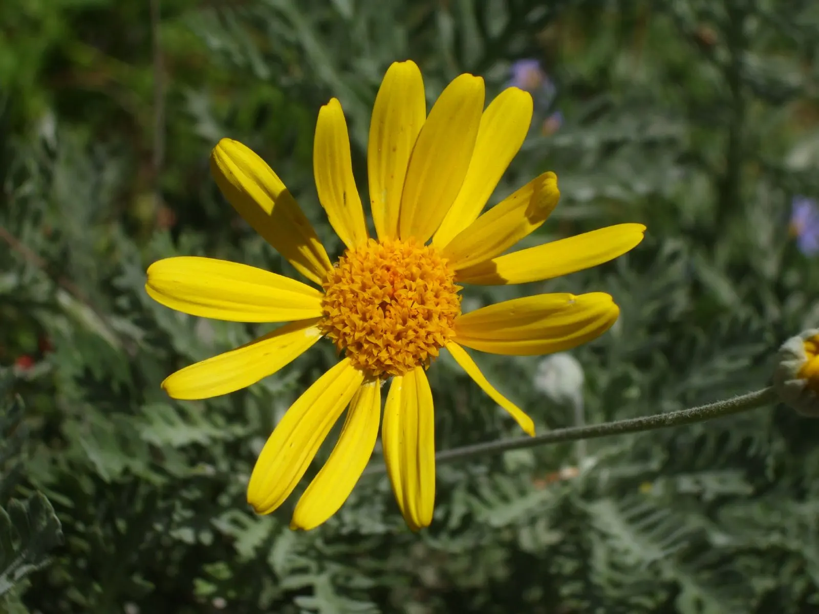 African Bush Daisy (Euryops Chrysanthemoides) — or as foundational planting