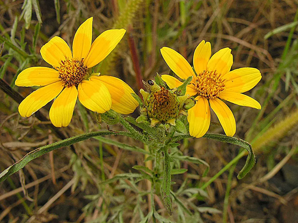 African Bush Daisy (Euryops Chrysanthemoides) — This hardy perennial originates from South Africa and thrives in USDA hardiness zones 9 to 11