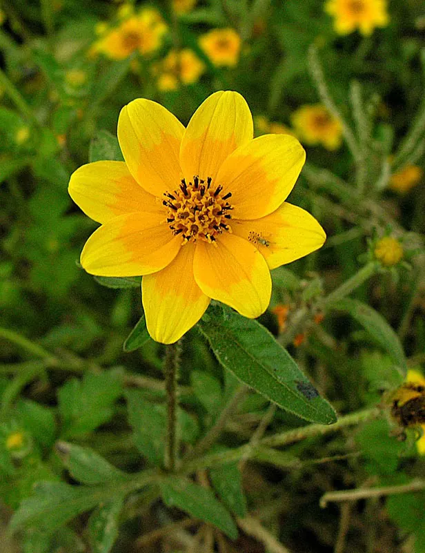 African Bush Daisy (Euryops Chrysanthemoides) — It requires well-draining soil and once established