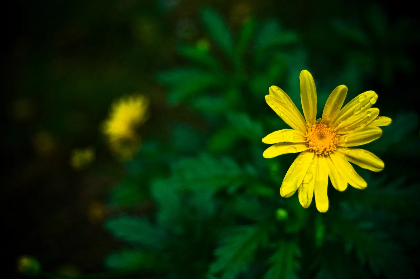 African Bush Daisy (Euryops Chrysanthemoides) — is an evergreen shrub reaching up to 5 feet in height and spread