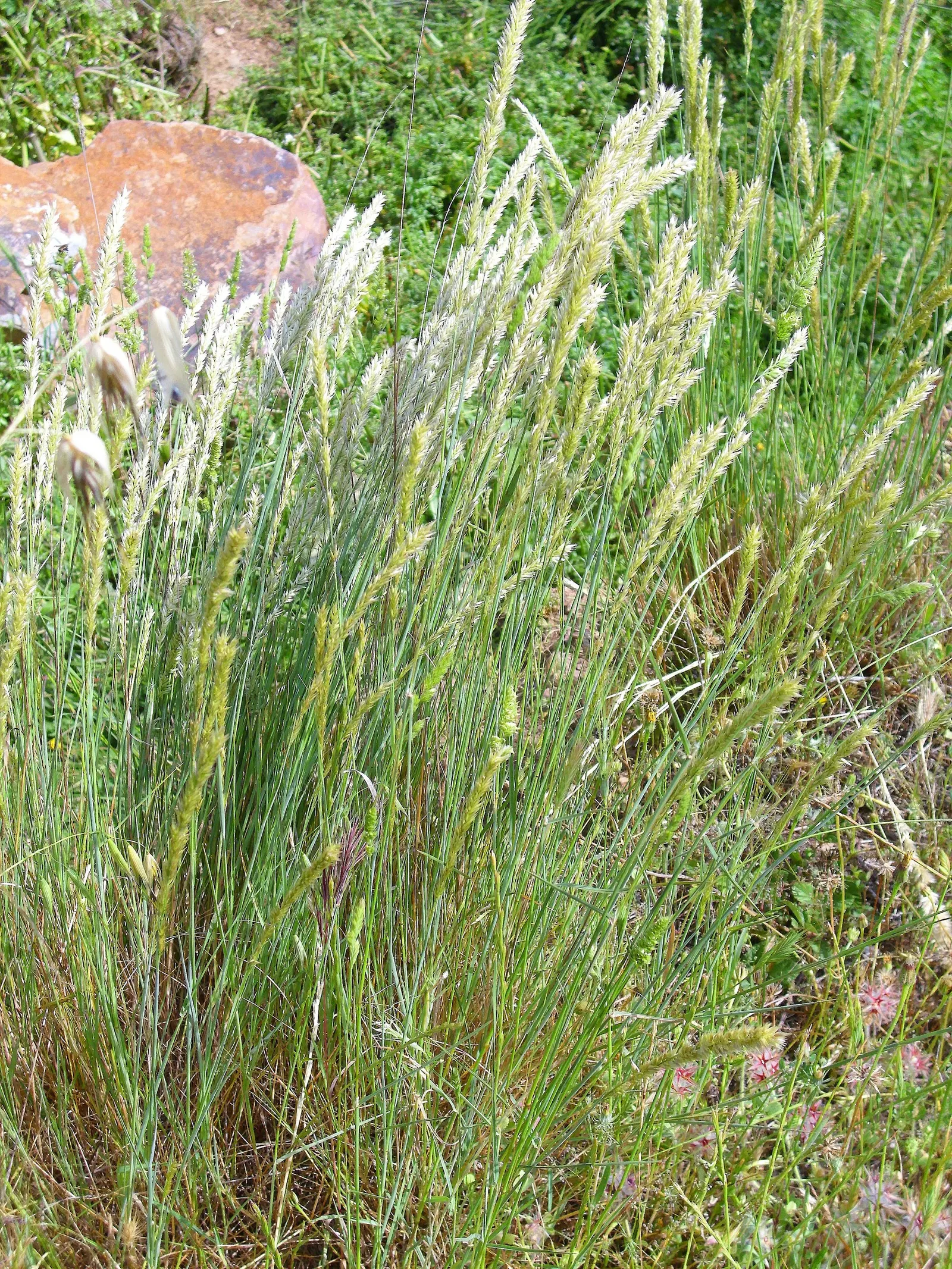 Spike-Spike Melic Grass (Melica Ciliata) — grass for full or half; a reassuring attribute for the informed client who values resilience in their garden plants