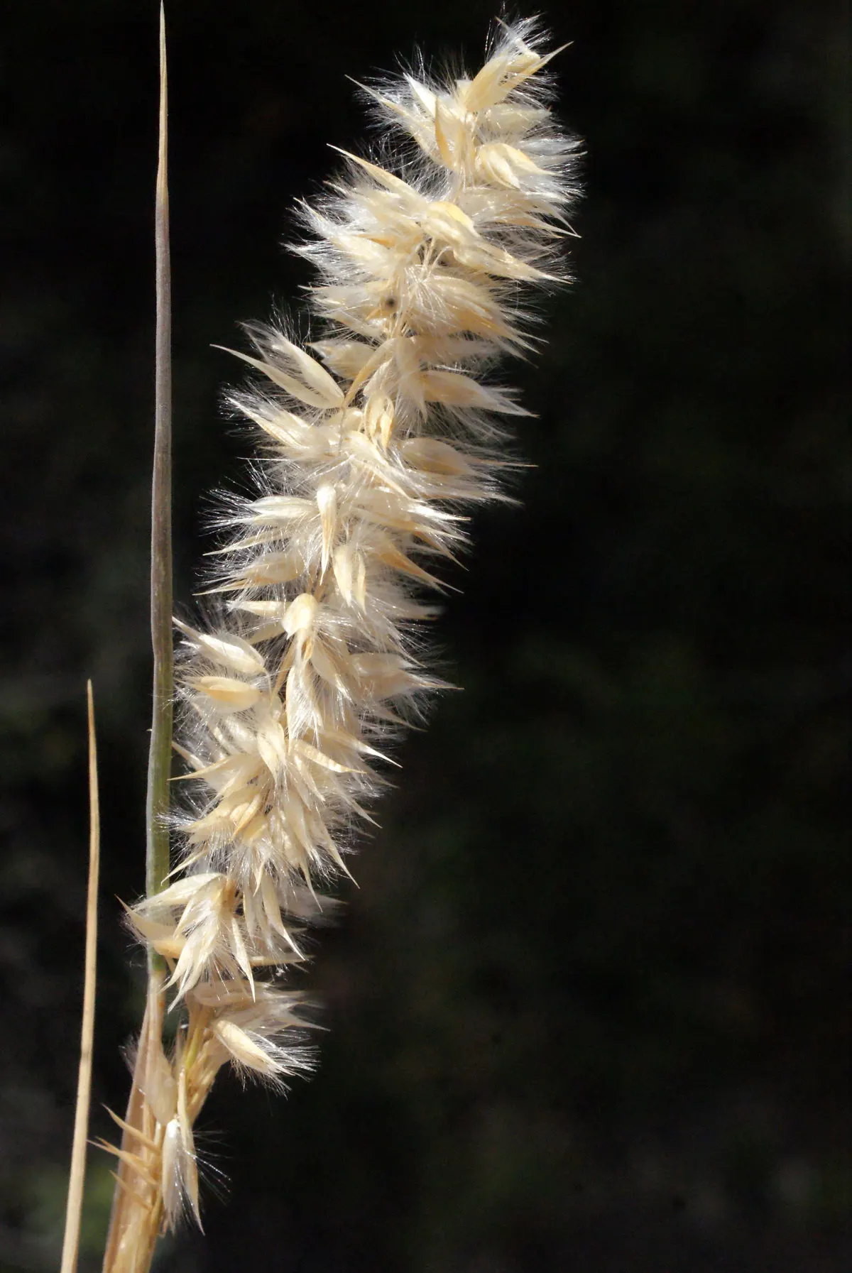 Spike-Spike Melic Grass (Melica Ciliata) — This charming perennial grass is favored for its fine foliage and airy flowering spikes; naturalistic feel to the
