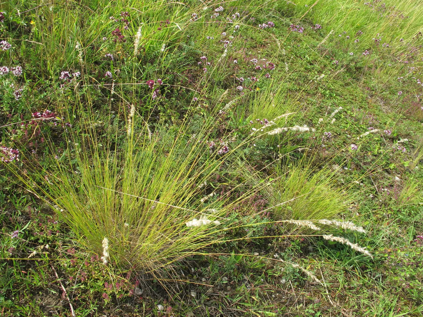 Spike-Spike Melic Grass (Melica Ciliata) — white flowers in the garden; commonly referred to as Silky Spike Melic Grass