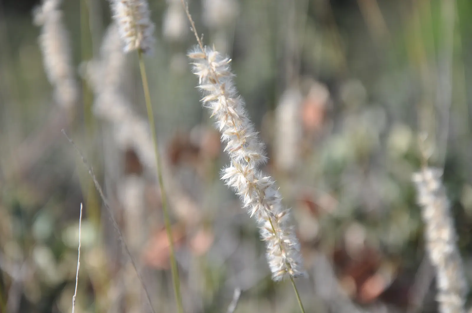 Spike-Spike Melic Grass (Melica Ciliata) — These whimsical flowers stand above the foliage; melica ciliata is seldom bothered by pests or diseases