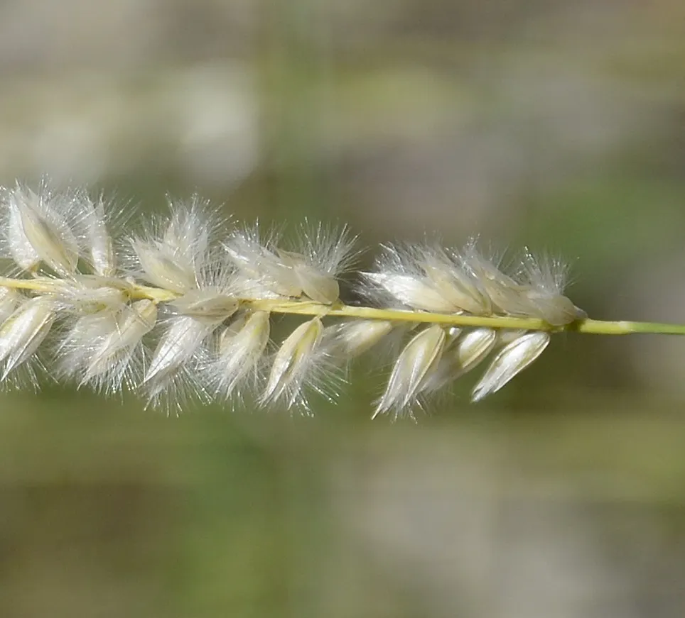 Spike-Spike Melic Grass (Melica Ciliata) — preferring partial shade to full sun exposure; it reaches a height between 1 to 2 feet and spreads about 1 foot wide