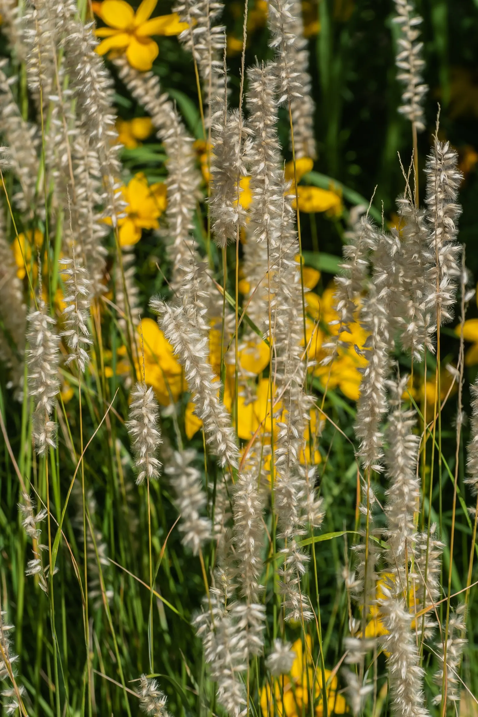 Spike-Spike Melic Grass (Melica Ciliata) — adds a delicate and refined texture to any landscape design