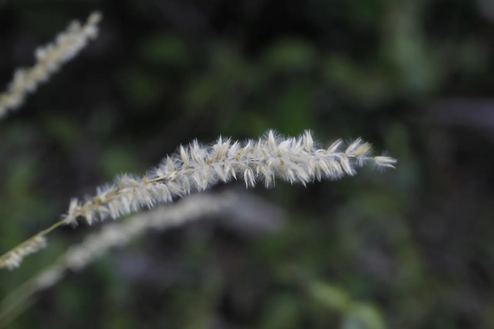 Spike-Spike Melic Grass (Melica Ciliata) — Spike-Spike Melic Grass (Melica ciliata) is a charming