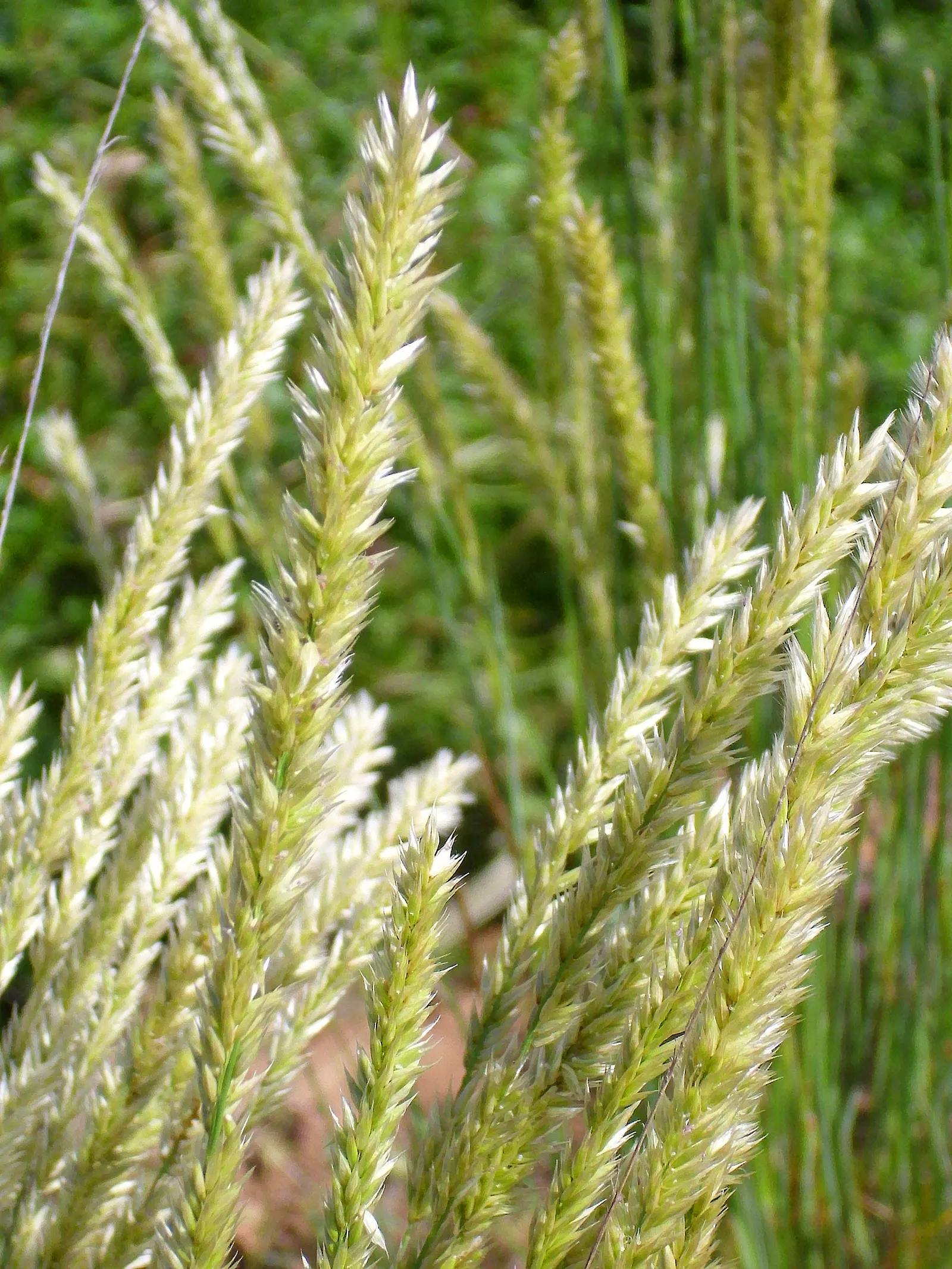 Spike-Spike Melic Grass (Melica Ciliata) — Melica ciliata is seldom bothered by pests or diseases; these whimsical flowers stand above the foliage