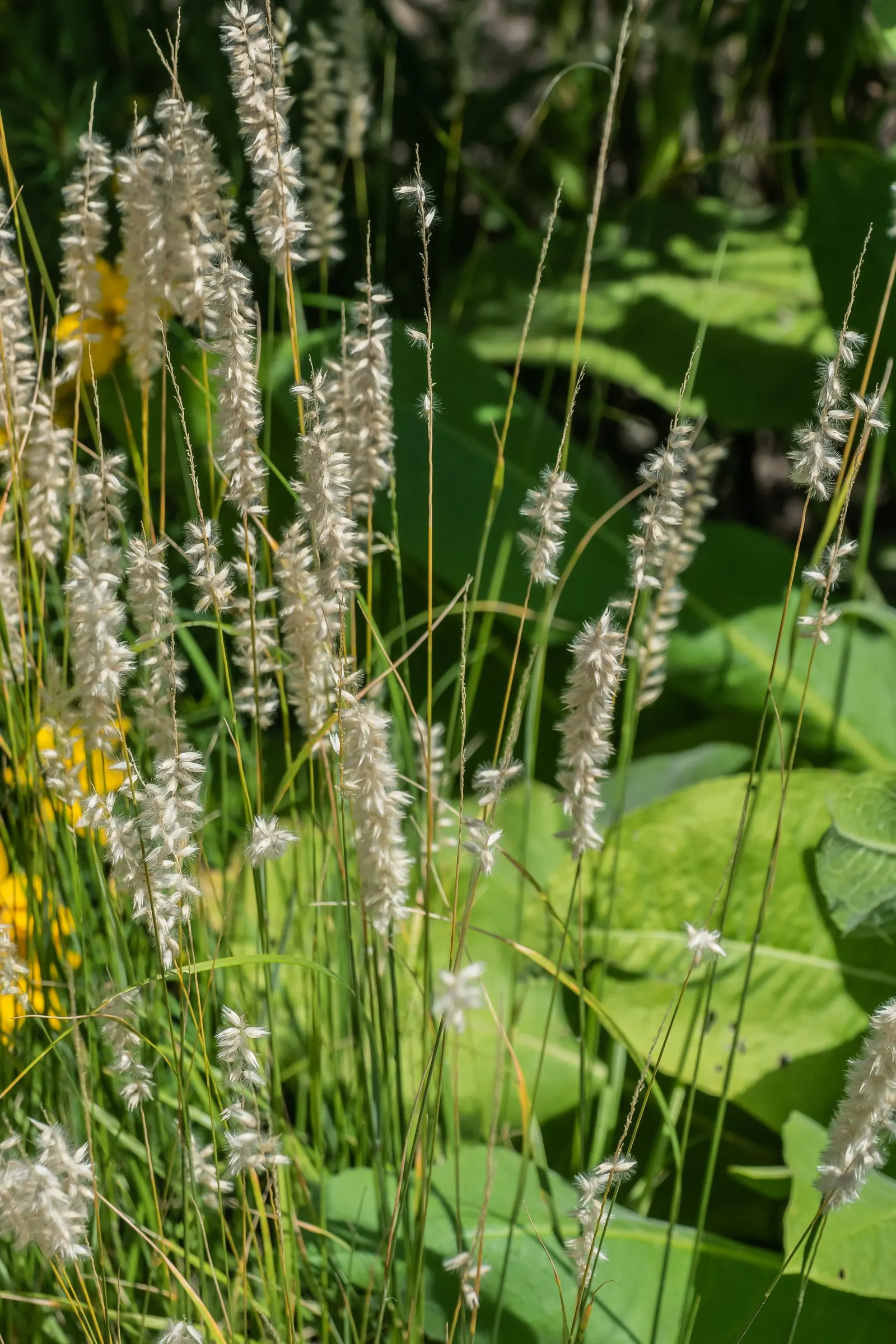 Spike-Spike Melic Grass (Melica Ciliata) — naturalistic feel to the garden
