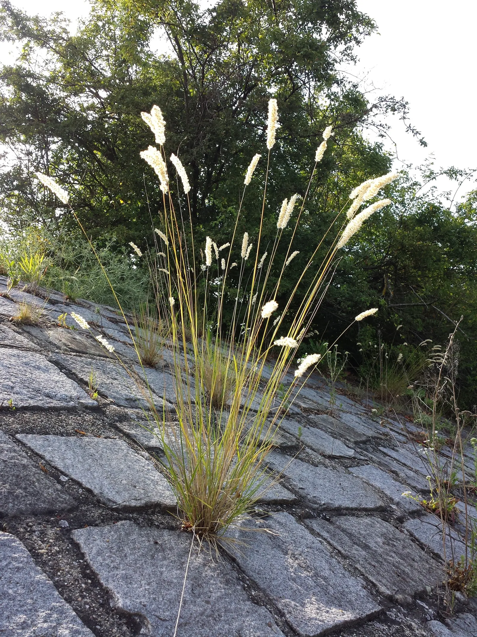 Spike-Spike Melic Grass (Melica Ciliata) — it reaches a height between 1 to 2 feet and spreads about 1 foot wide