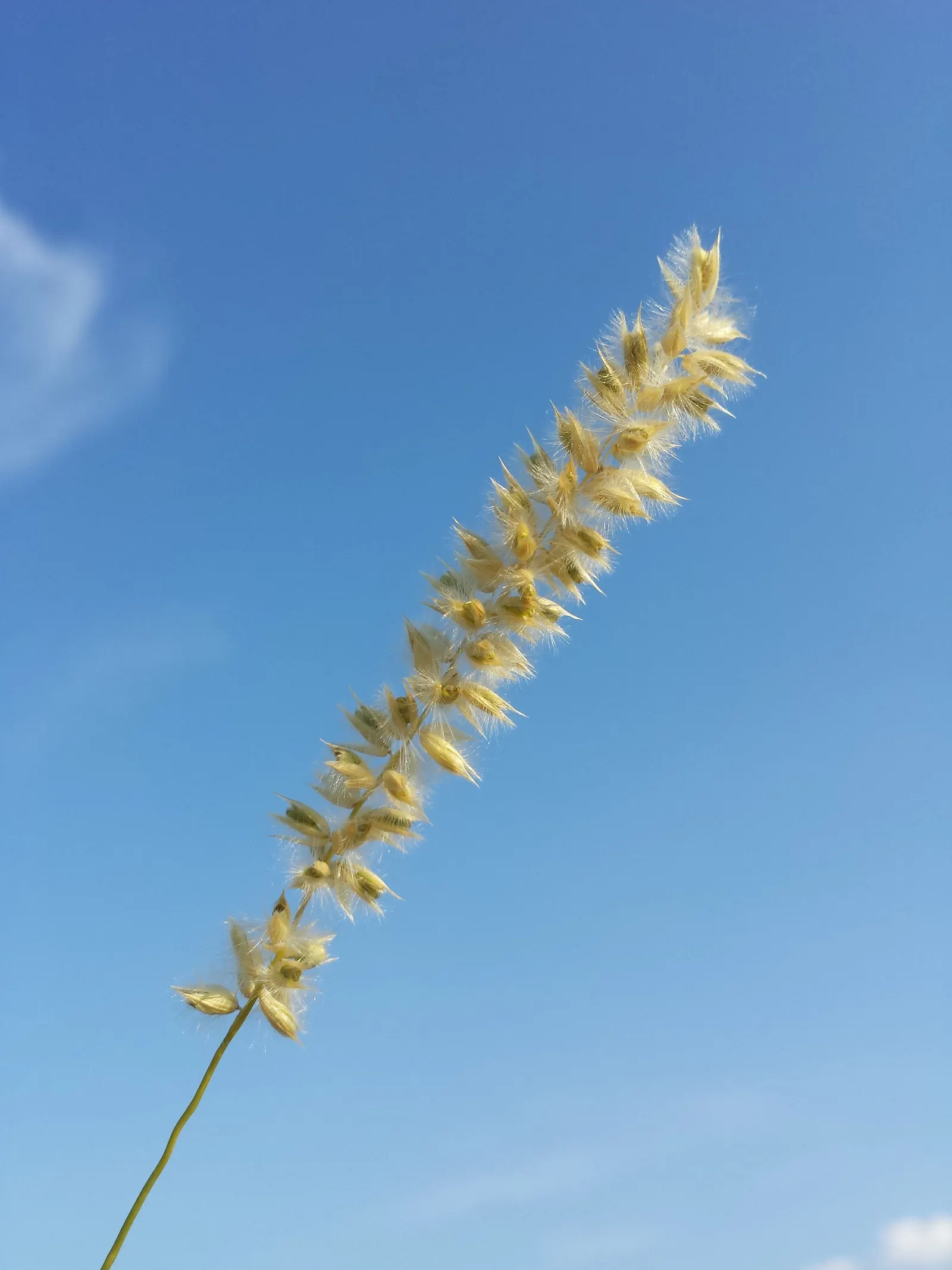 Spike-Spike Melic Grass (Melica Ciliata) — offering a silky texture and movement to borders and woodland settings; spike-Spike Melic Grass (Melica ciliata) is