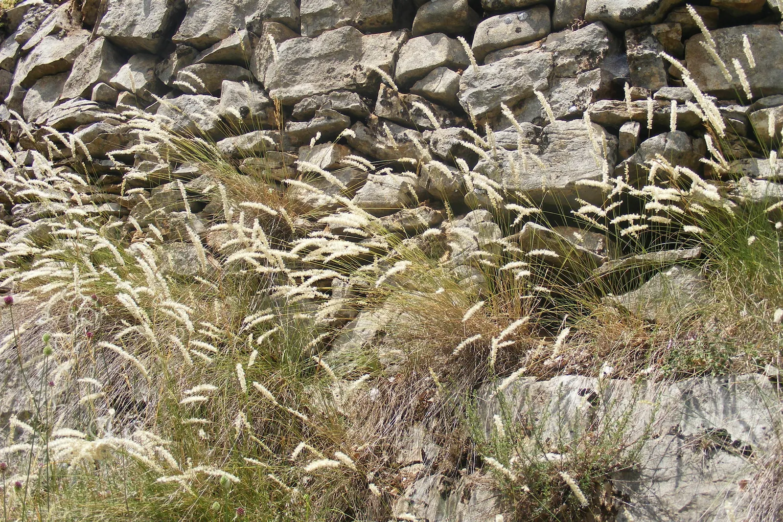 Spike-Spike Melic Grass (Melica Ciliata) — offering a silky texture and movement to borders and woodland settings
