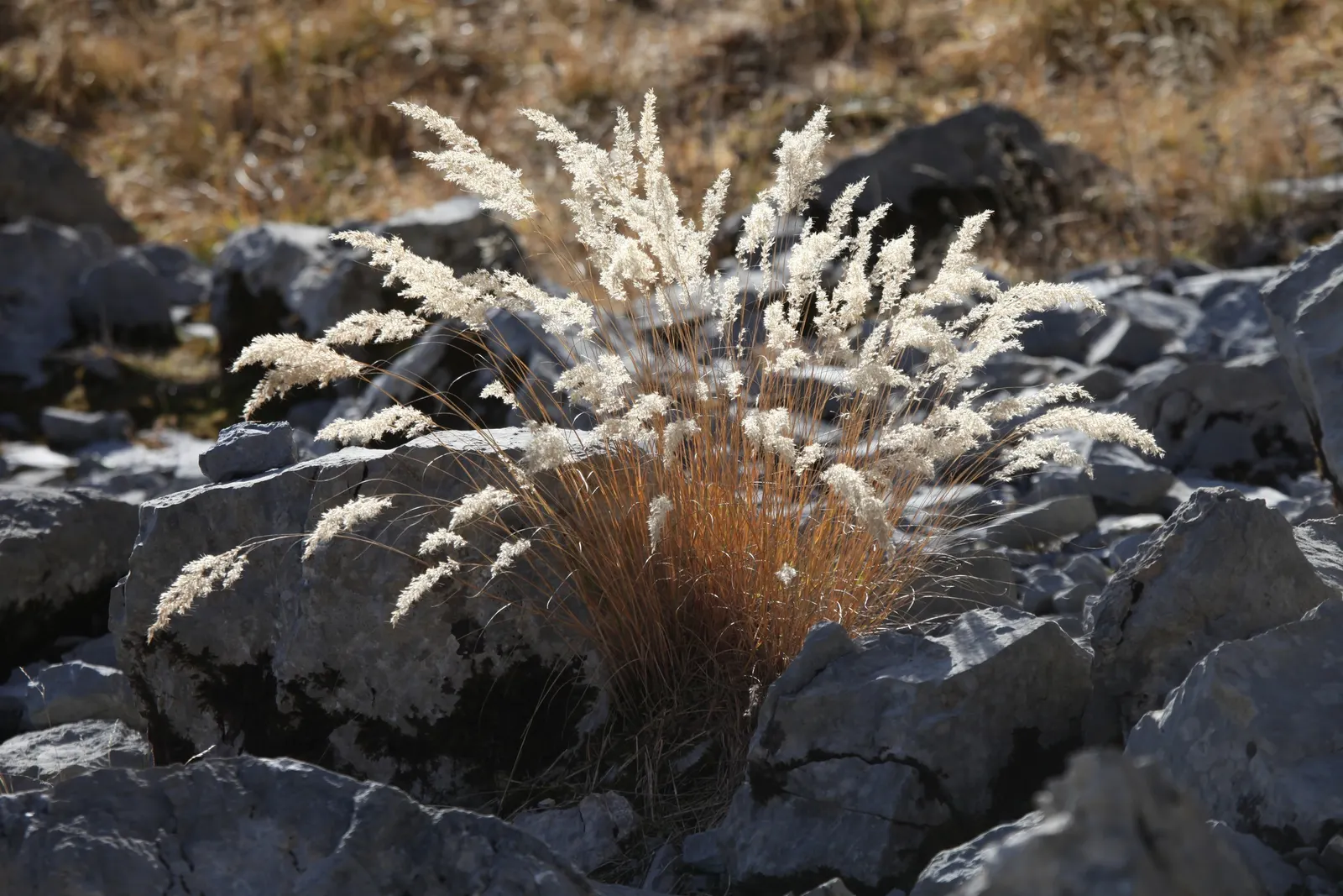Spike-Spike Melic Grass (Melica Ciliata) — grass for full or half