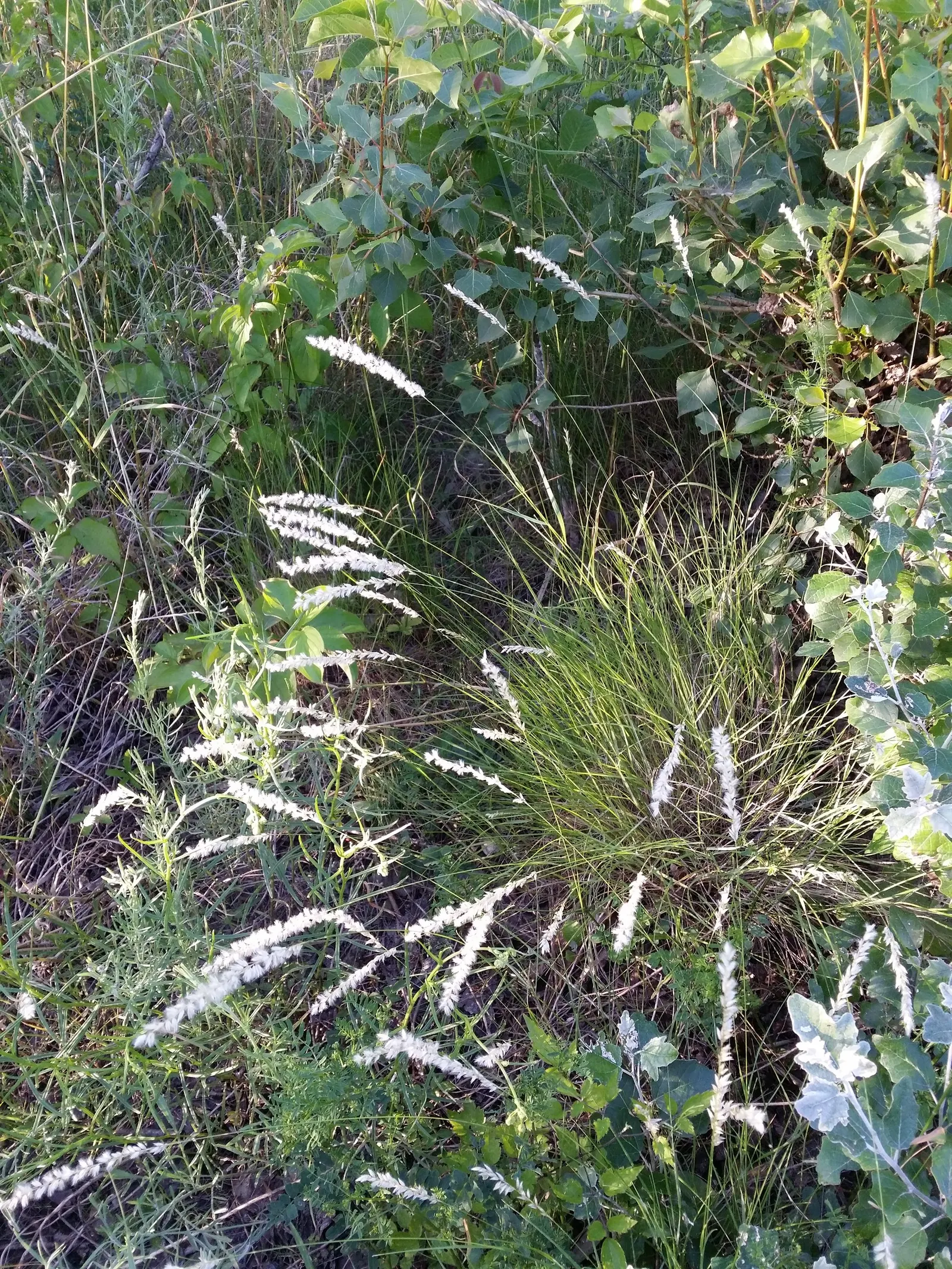 Spike-Spike Melic Grass (Melica Ciliata) — commonly referred to as Silky Spike Melic Grass