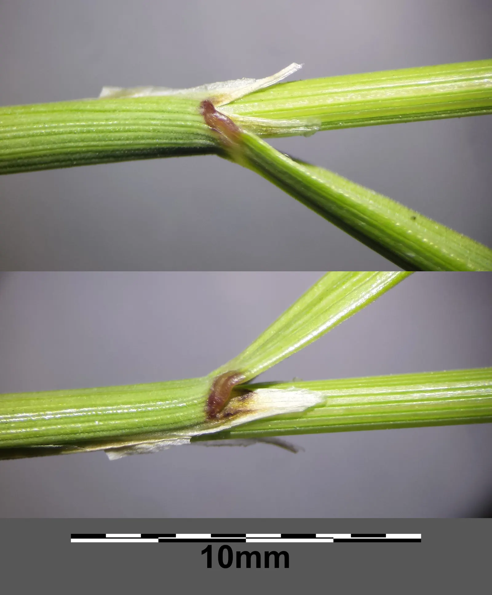Spike-Spike Melic Grass (Melica Ciliata) — it is drought-tolerant once established and thrives in well-draining soils