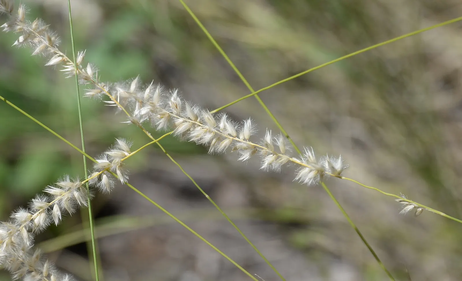 Spike-Spike Melic Grass (Melica Ciliata) — naturalistic feel to the garden; this charming perennial grass is favored for its fine foliage and airy flowering