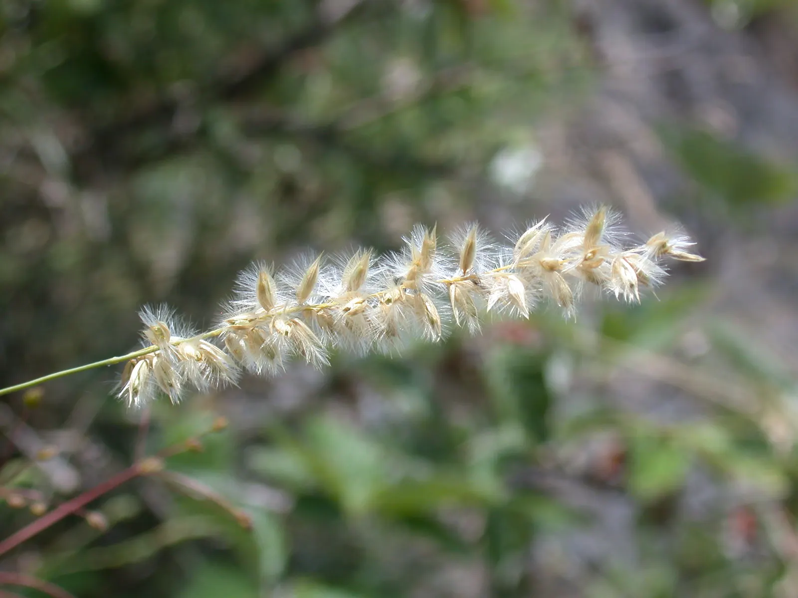Spike-Spike Melic Grass (Melica Ciliata) — a reassuring attribute for the informed client who values resilience in their garden plants