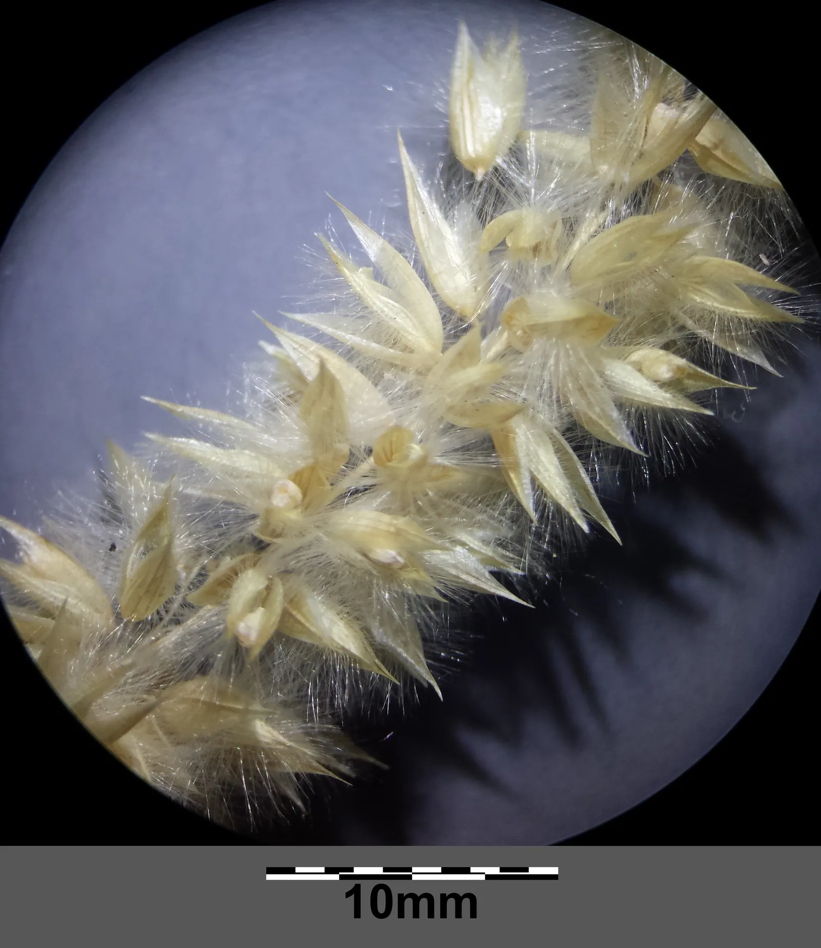 Spike-Spike Melic Grass (Melica Ciliata) — This low-maintenance grass prefers well-drained soil; it is drought-tolerant once established and thrives in