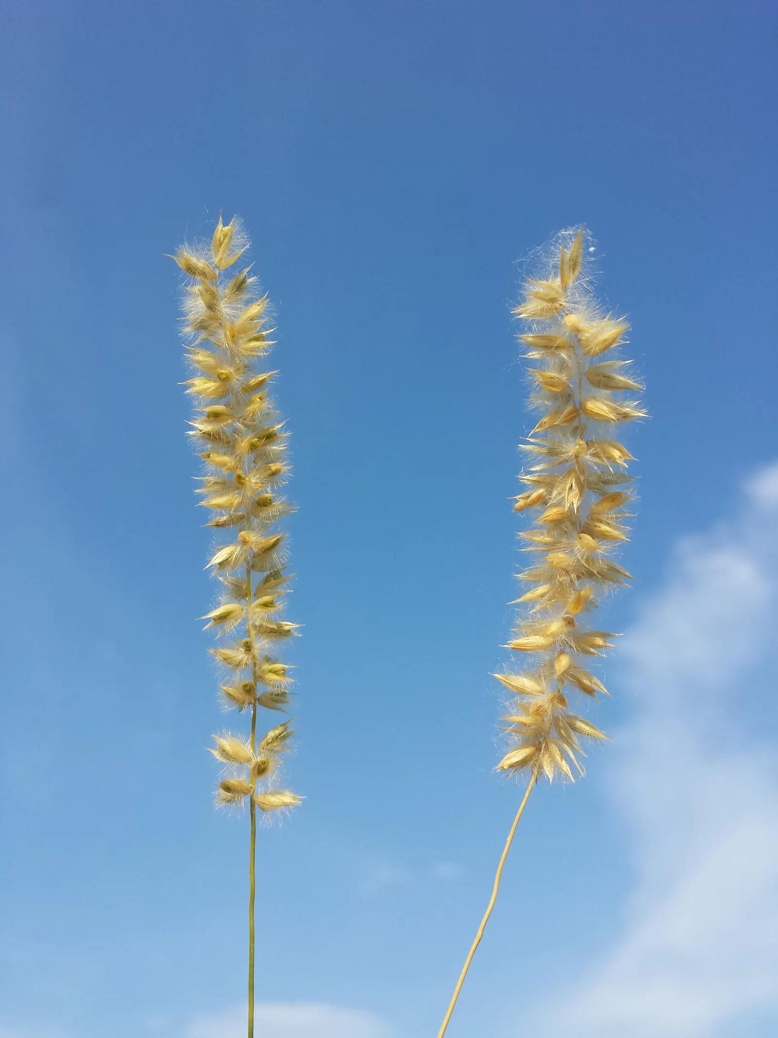 Spike-Spike Melic Grass (Melica Ciliata) — Melica ciliata is seldom bothered by pests or diseases