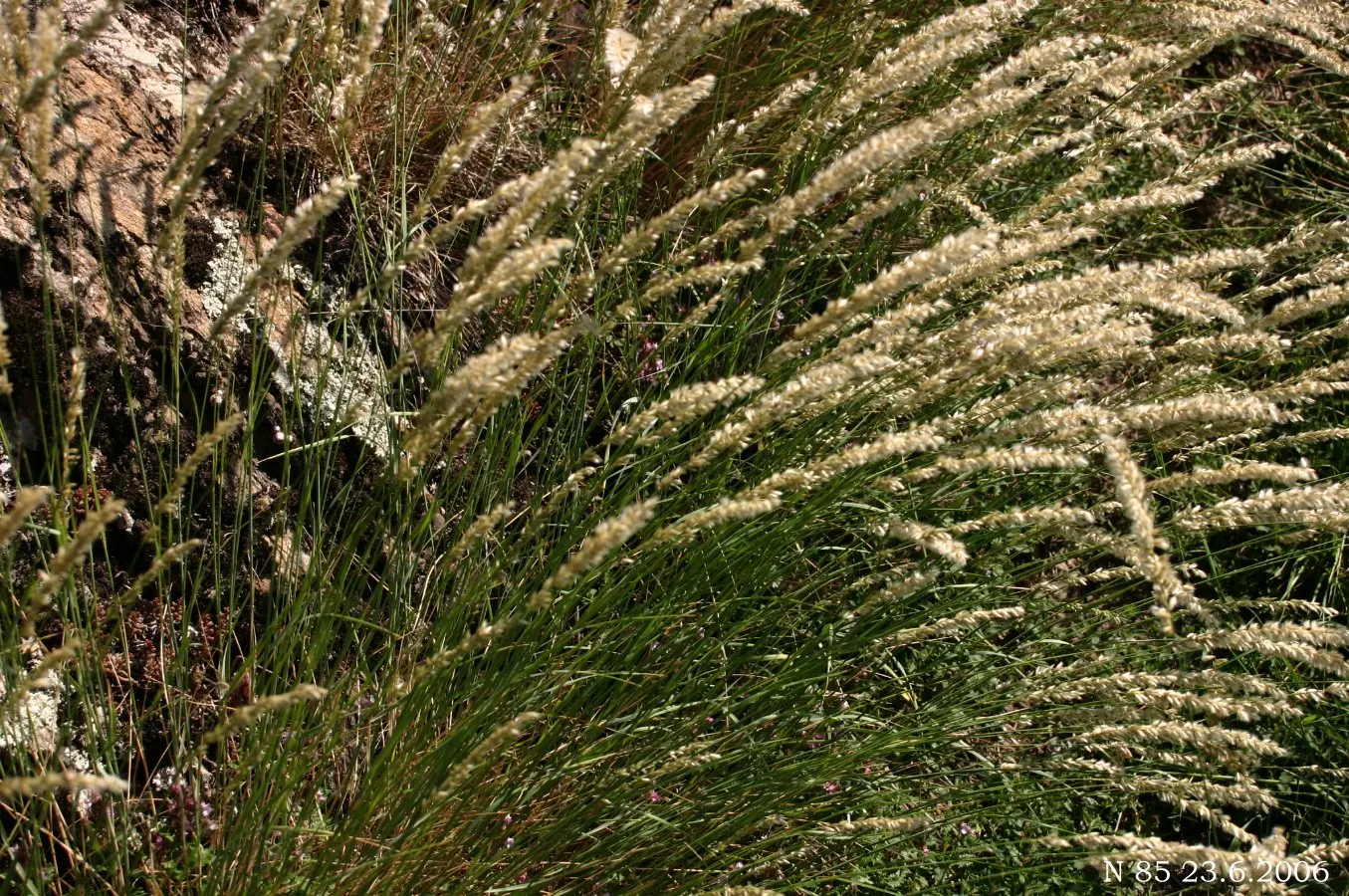 Spike-Spike Melic Grass (Melica Ciliata) — giving rise to its common name; in late spring to early summer