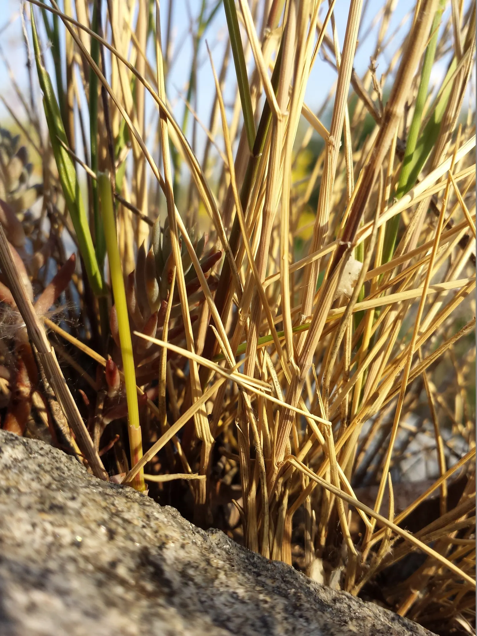 Spike-Spike Melic Grass (Melica Ciliata) — white flowers in the garden