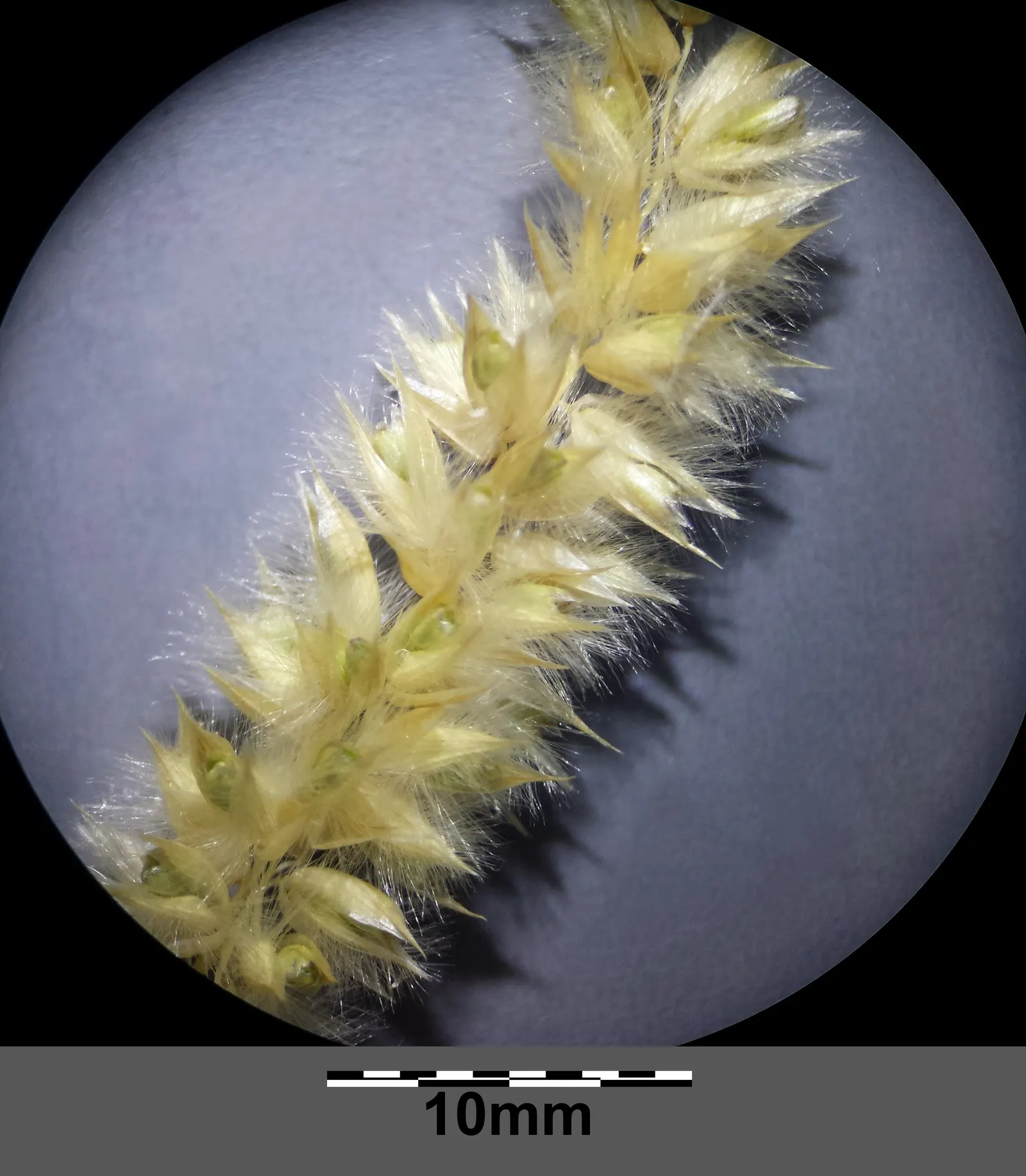Spike-Spike Melic Grass (Melica Ciliata) — Spike-Spike Melic Grass (Melica ciliata) is a charming; offering a silky texture and movement to borders and