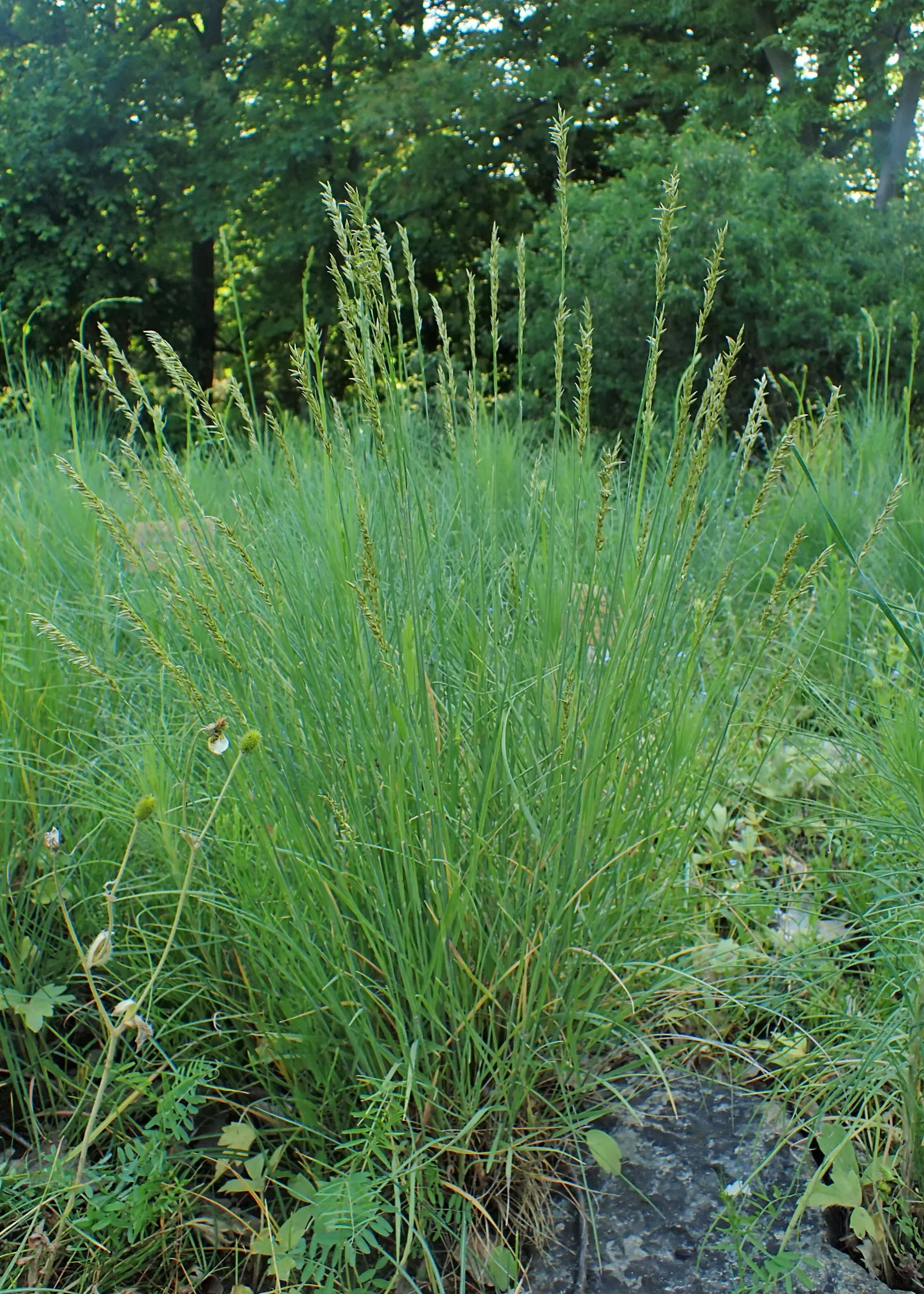 Spike-Spike Melic Grass (Melica Ciliata) — These whimsical flowers stand above the foliage