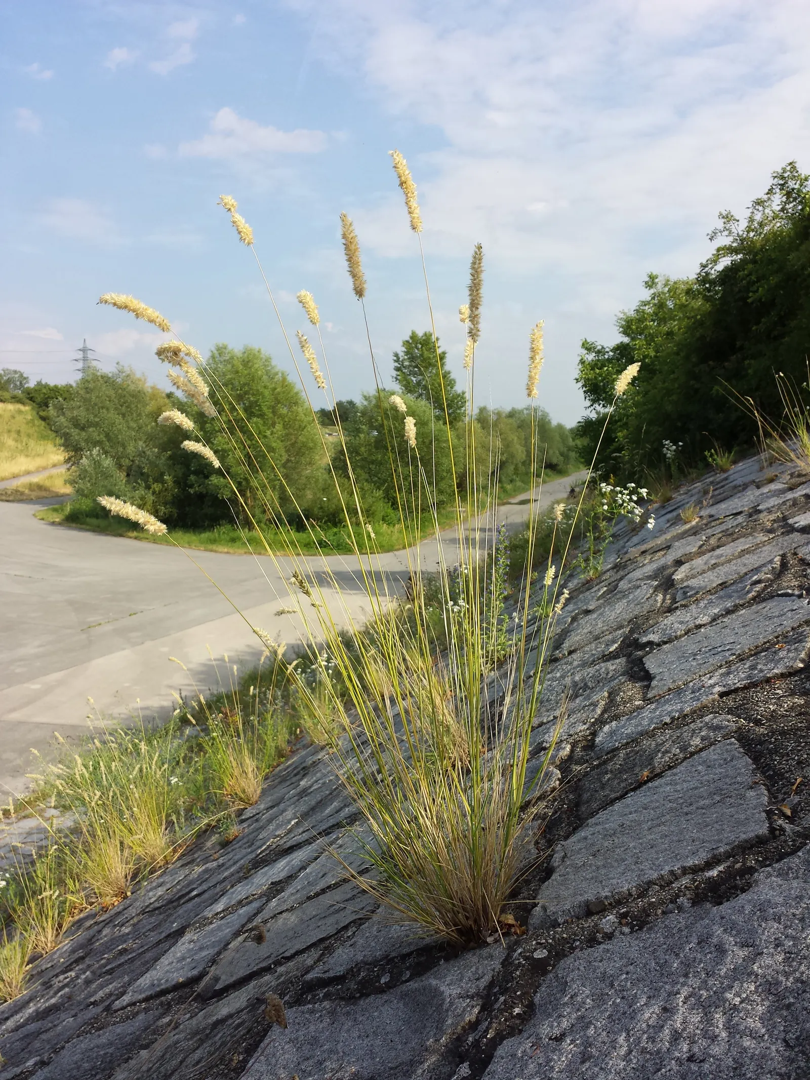 Spike-Spike Melic Grass (Melica Ciliata) — bright green leaves that present a gentle arching form; thriving in partial shade, it reaches up to 2 feet in height