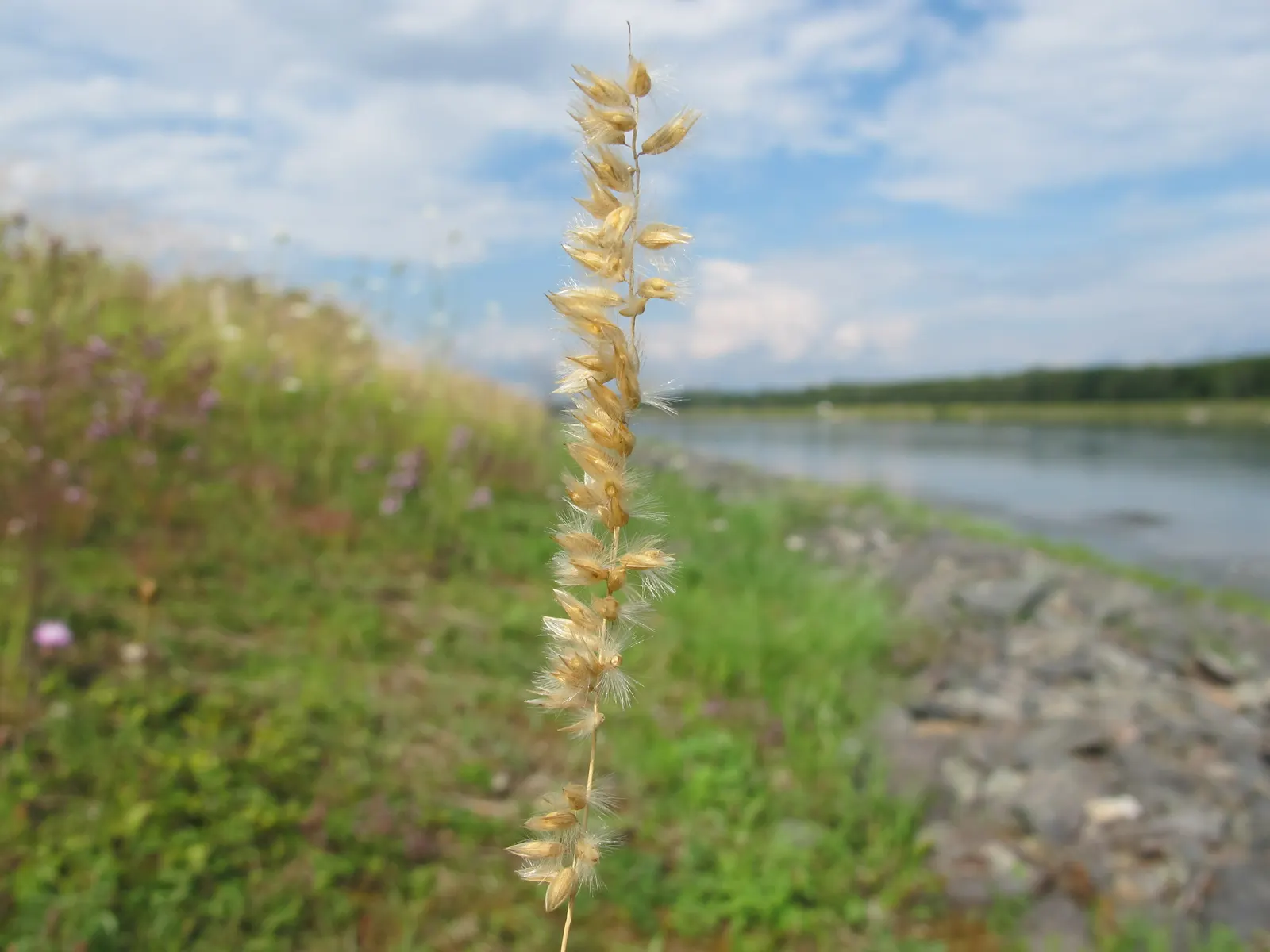 Spike-Spike Melic Grass (Melica Ciliata) — Foliage remains attractive through summer; adds a delicate and refined texture to any landscape design