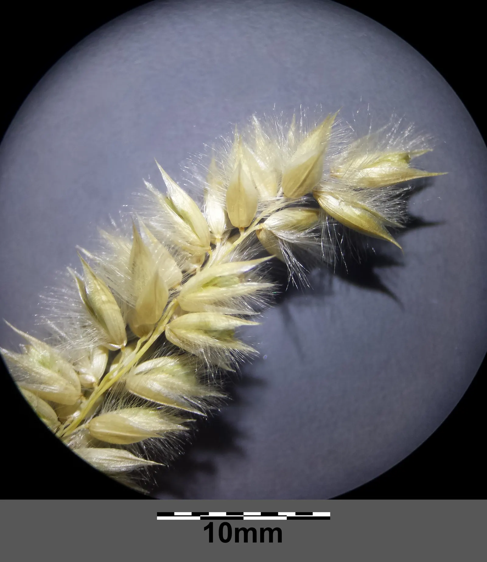 Spike-Spike Melic Grass (Melica Ciliata) — Thriving in partial shade, it reaches up to 2 feet in height and spreads approximately 1 foot