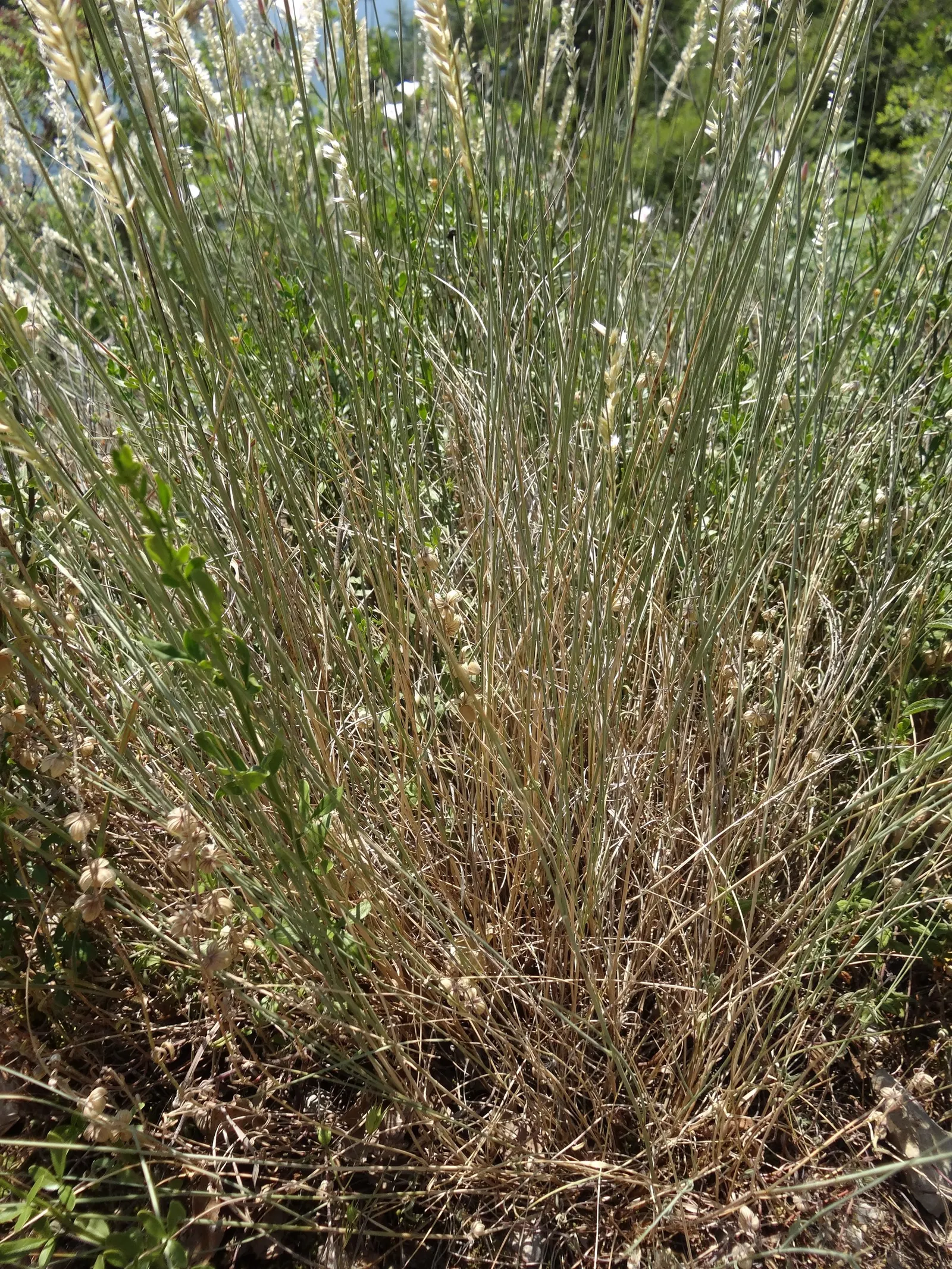 Spike-Spike Melic Grass (Melica Ciliata) — Silky Spike Melic Grass produces slender