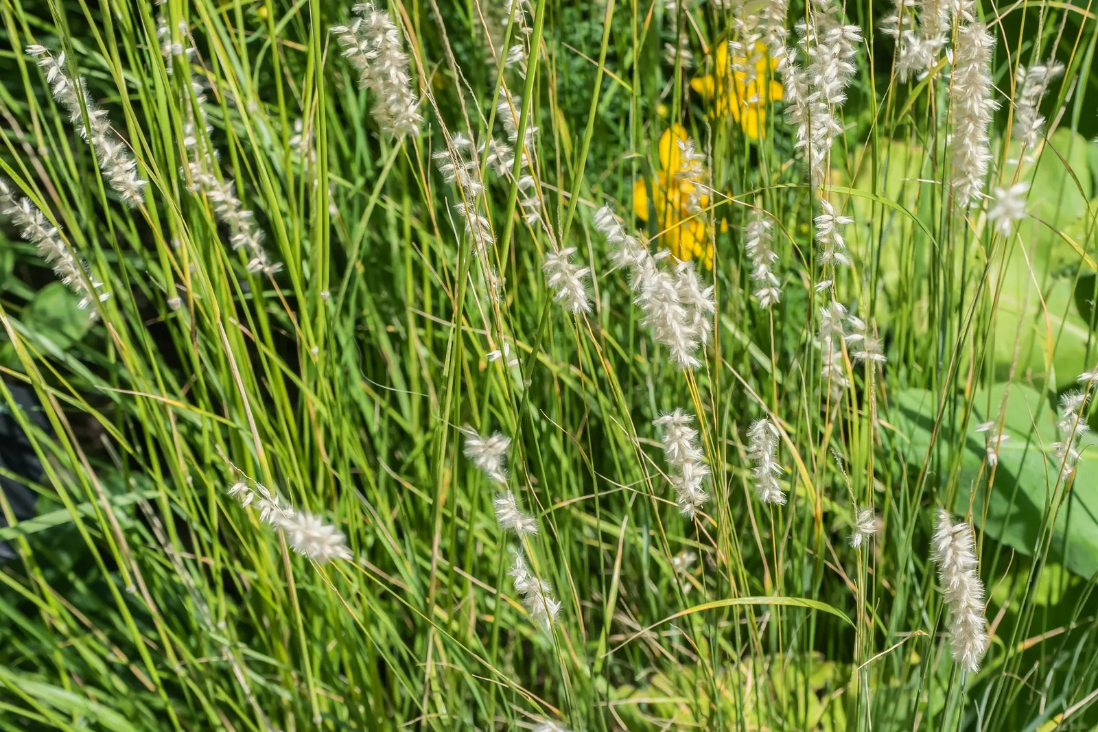 Spike-Spike Melic Grass (Melica Ciliata) — complementing adjacent flowering plants and providing visual interest