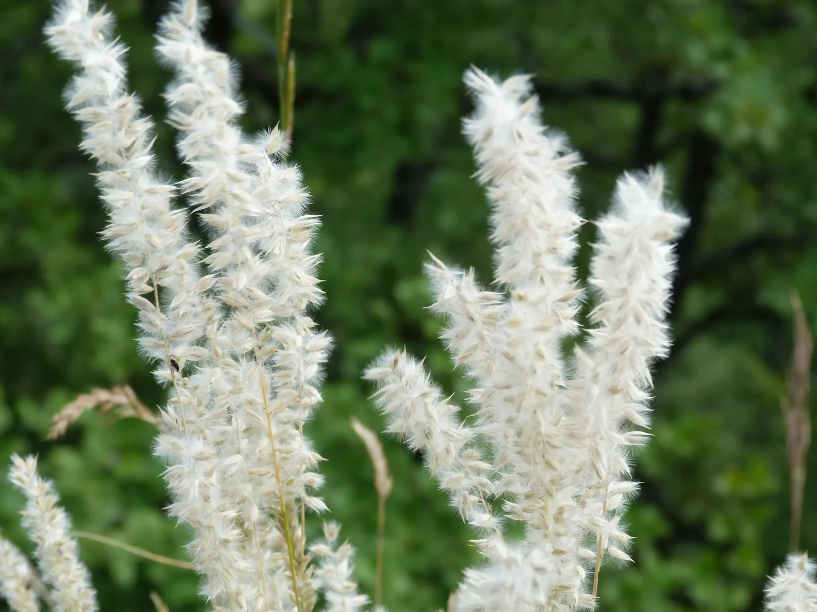 Spike-Spike Melic Grass (Melica Ciliata) — grass with white blooms