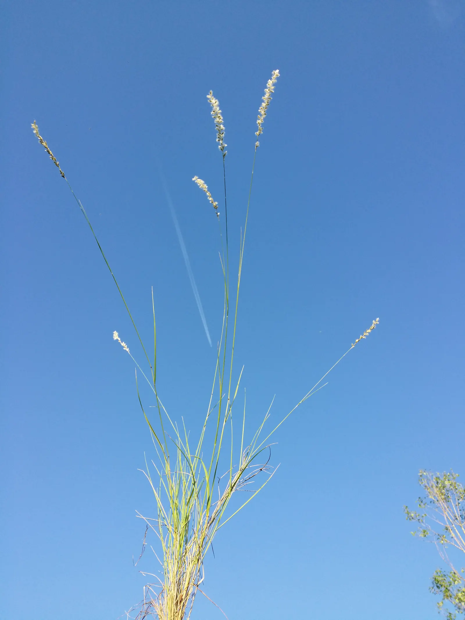 Spike-Spike Melic Grass (Melica Ciliata) — a reassuring attribute for the informed client who values resilience in their garden plants; grass for full or half