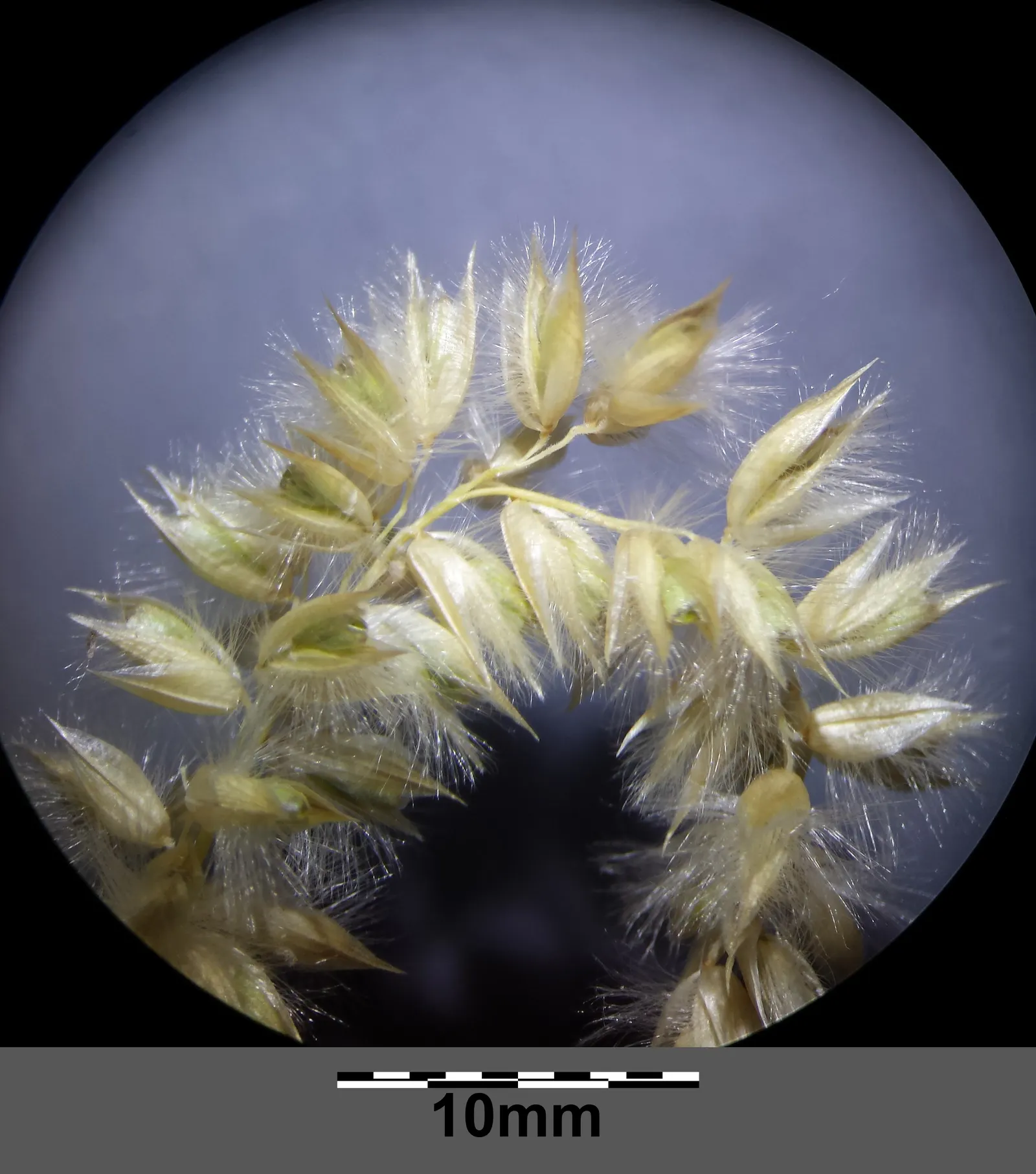 Spike-Spike Melic Grass (Melica Ciliata) — preferring partial shade to full sun exposure