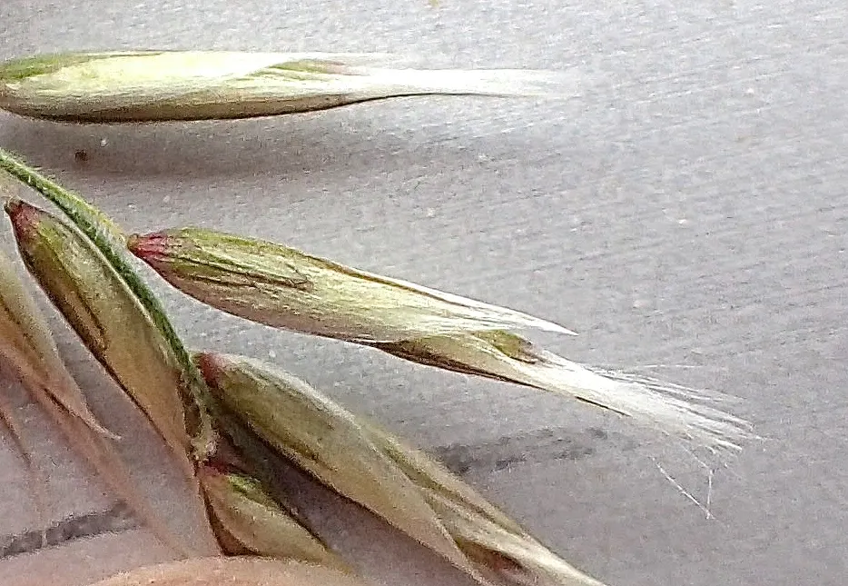 Spike-Spike Melic Grass (Melica Ciliata) — bright green leaves that present a gentle arching form