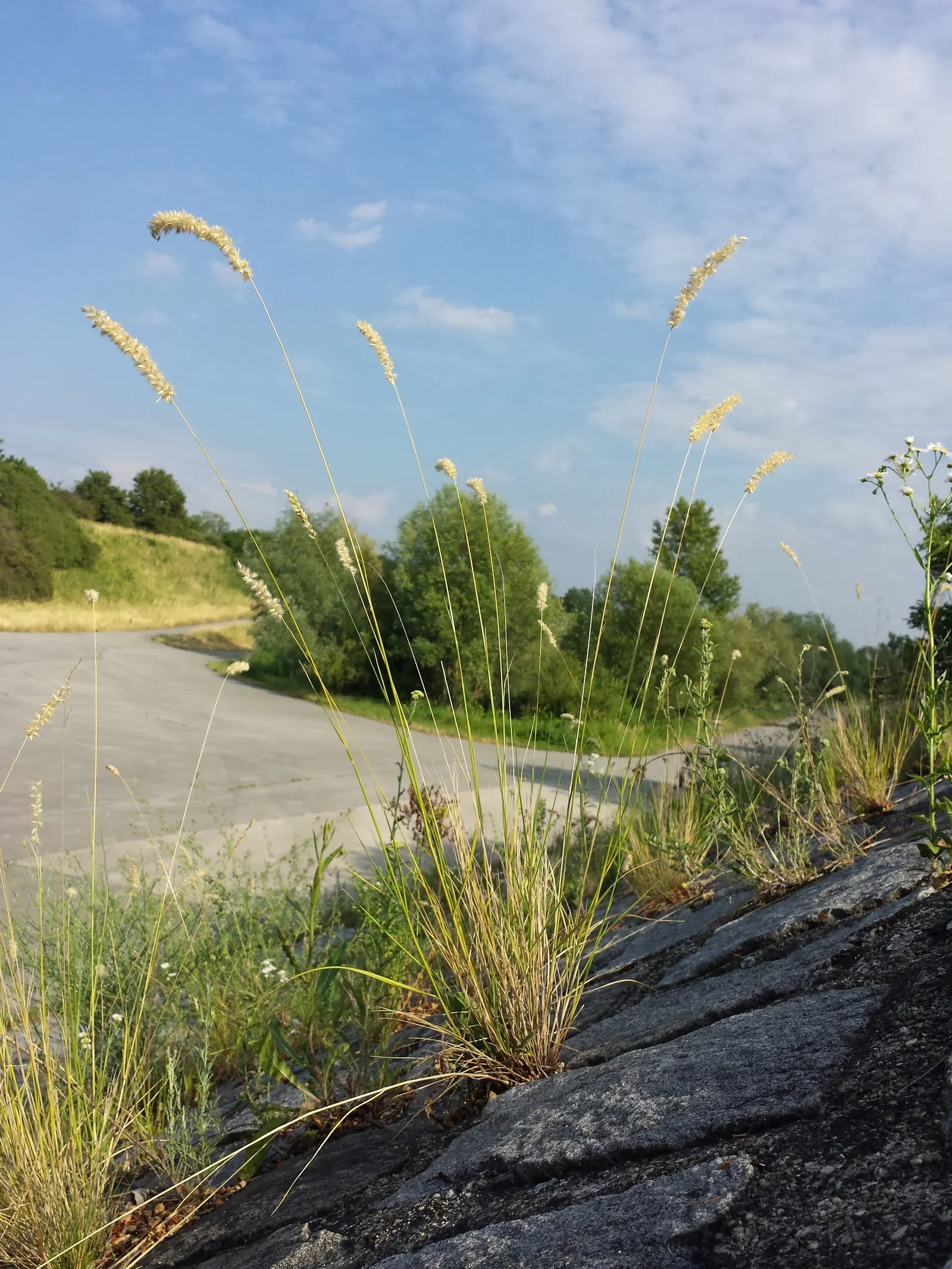 Spike-Spike Melic Grass (Melica Ciliata) — Foliage remains attractive through summer