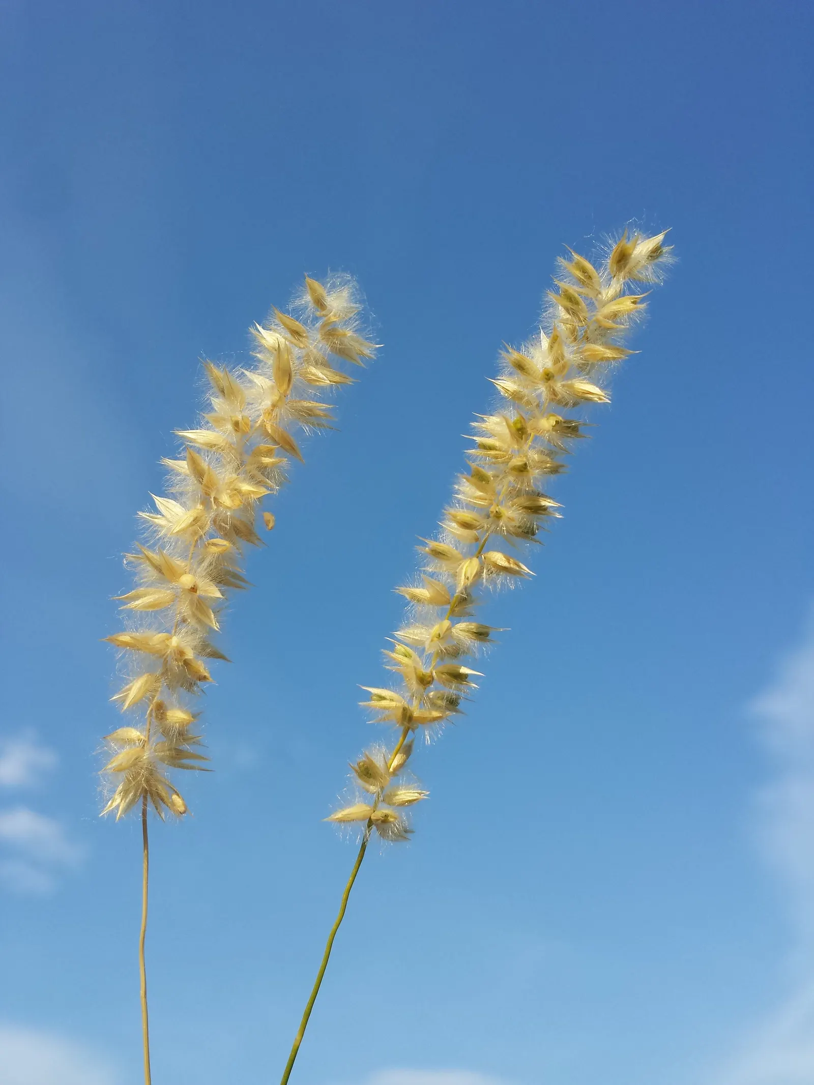 Spike-Spike Melic Grass (Melica Ciliata) — giving rise to its common name