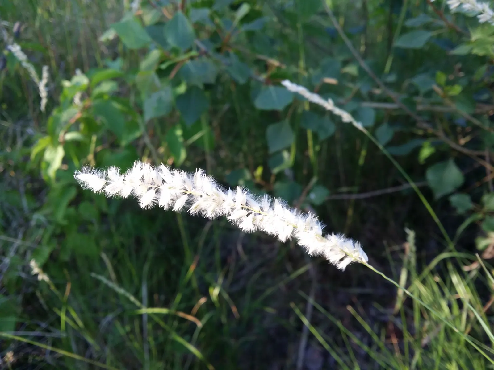Spike-Spike Melic Grass (Melica Ciliata) — it is drought-tolerant once established and thrives in well-draining soils; this low-maintenance grass prefers