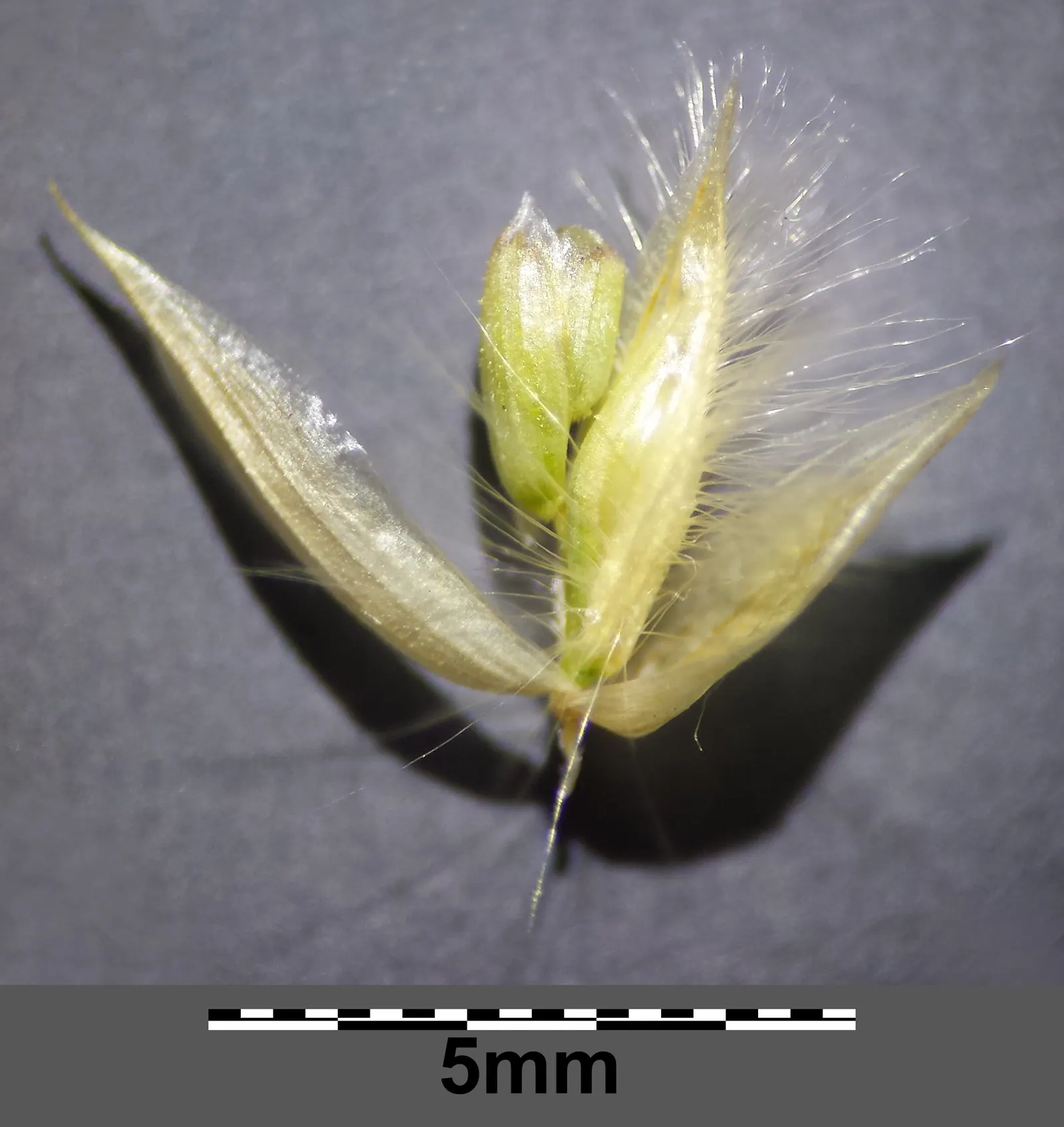 Spike-Spike Melic Grass (Melica Ciliata) — nodding spikes adorned with silky hairs that glint in the sunlight