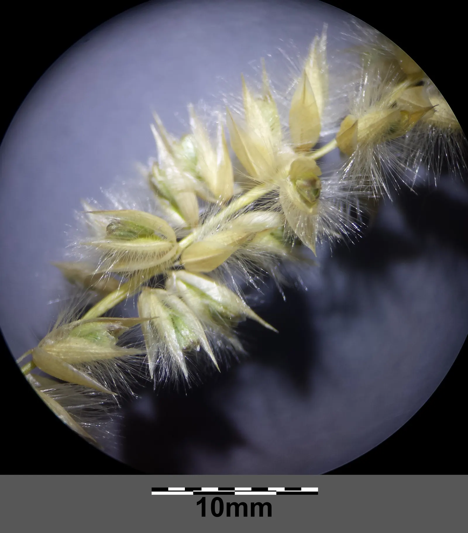 Spike-Spike Melic Grass (Melica Ciliata) — Silky Spike Melic Grass produces slender; grass with white blooms