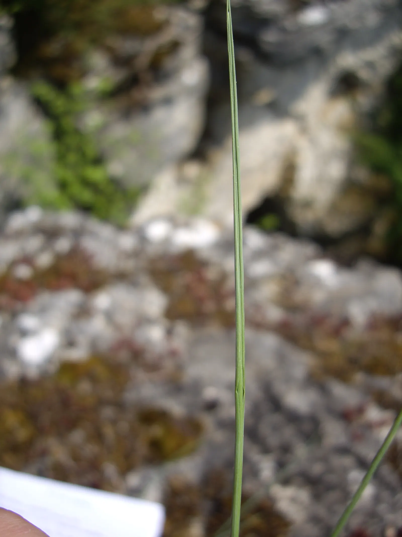 Spike-Spike Melic Grass (Melica Ciliata) — adds a delicate and refined texture to any landscape design; foliage remains attractive through summer